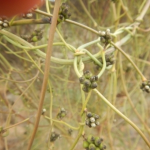 Cassytha melantha at Cotter River, ACT - 24 Oct 2017 10:54 AM