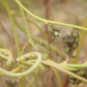 Cassytha melantha at Cotter River, ACT - 24 Oct 2017 10:54 AM