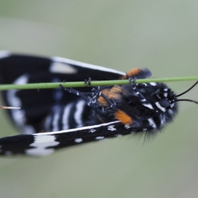 Idalima affinis (A day flying moth) at Michelago, NSW - 24 Oct 2010 by Illilanga