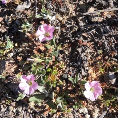 Convolvulus angustissimus subsp. angustissimus (Australian Bindweed) at Gigerline Nature Reserve - 10 Oct 2017 by MichaelBedingfield