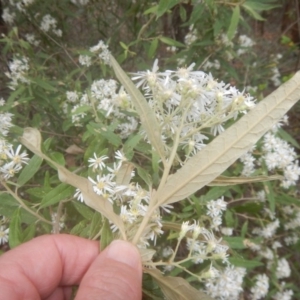 Olearia lirata at Cotter River, ACT - 24 Oct 2017