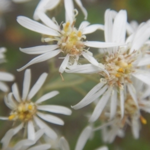 Olearia lirata at Cotter River, ACT - 24 Oct 2017