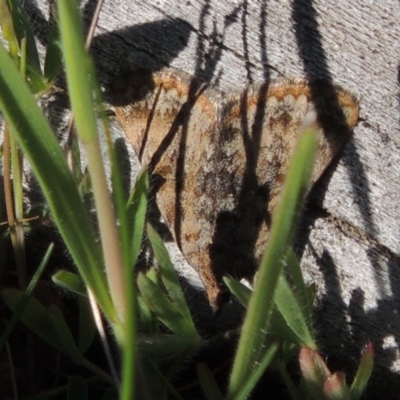 Dichromodes disputata (Scaled Heath Moth) at Tennent, ACT - 10 Oct 2017 by michaelb