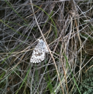 Lucia limbaria at Michelago, NSW - 24 Oct 2010