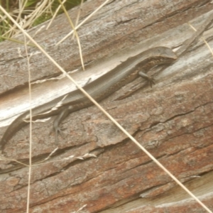 Pseudemoia entrecasteauxii at Cotter River, ACT - 24 Oct 2017