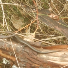 Pseudemoia entrecasteauxii at Cotter River, ACT - 24 Oct 2017