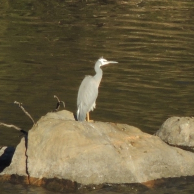 Egretta novaehollandiae (White-faced Heron) at Tennent, ACT - 10 Oct 2017 by michaelb