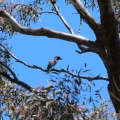 Coracina novaehollandiae (Black-faced Cuckooshrike) at Canberra Central, ACT - 23 Oct 2017 by petersan