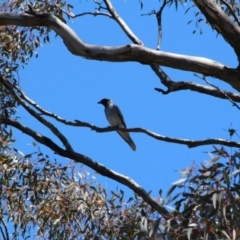 Coracina novaehollandiae at Canberra Central, ACT - 23 Oct 2017