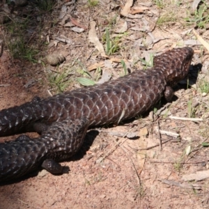 Tiliqua rugosa at Canberra Central, ACT - 23 Oct 2017