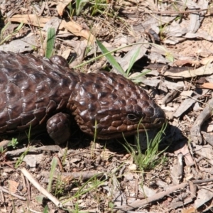 Tiliqua rugosa at Canberra Central, ACT - 23 Oct 2017