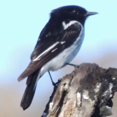 Melanodryas cucullata cucullata (Hooded Robin) at Tharwa, ACT - 10 Oct 2017 by MichaelBedingfield