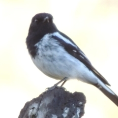 Melanodryas cucullata cucullata at Tharwa, ACT - 10 Oct 2017