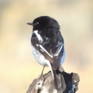 Melanodryas cucullata at Tharwa, ACT - 10 Oct 2017