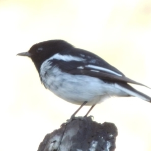 Melanodryas cucullata cucullata at Tharwa, ACT - 10 Oct 2017