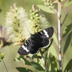 Phalaenoides glycinae (Grapevine Moth) at Michelago, NSW - 6 Nov 2011 by Illilanga