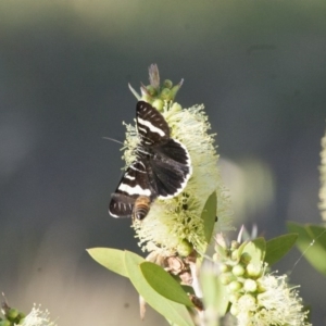 Phalaenoides glycinae at Michelago, NSW - 6 Nov 2011