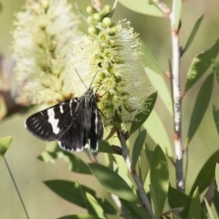 Phalaenoides glycinae at Michelago, NSW - 6 Nov 2011 09:10 AM