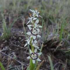 Wurmbea dioica subsp. dioica (Early Nancy) at Tennent, ACT - 10 Oct 2017 by michaelb