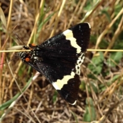 Eutrichopidia latinus (Yellow-banded Day-moth) at Michelago, NSW - 23 Nov 2013 by Illilanga