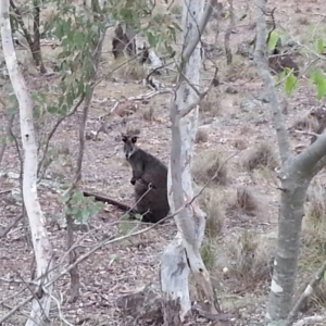 Wallabia bicolor at Campbell, ACT - 26 Oct 2017 08:40 AM