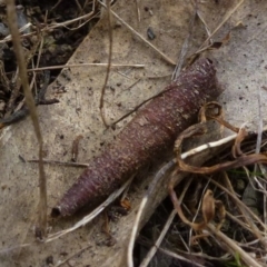 Lepidoscia (genus) IMMATURE (Unidentified Cone Case Moth larva, pupa, or case) at Flynn, ACT - 10 Sep 2011 by Christine