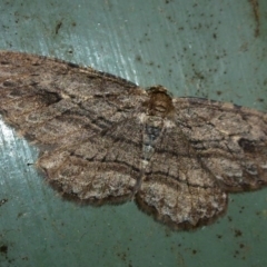 Ectropis excursaria (Common Bark Moth) at Belconnen, ACT - 8 Oct 2011 by Christine