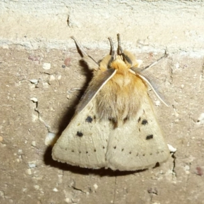 Anthela ocellata (Eyespot Anthelid moth) at Belconnen, ACT - 8 Oct 2011 by Christine