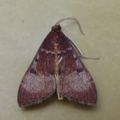 Uresiphita ornithopteralis (Tree Lucerne Moth) at Belconnen, ACT - 25 Sep 2011 by Christine