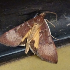 Uresiphita ornithopteralis at Belconnen, ACT - 25 Sep 2011