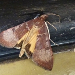 Uresiphita ornithopteralis at Belconnen, ACT - 25 Sep 2011 12:00 AM