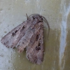 Agrotis munda (Brown Cutworm) at Belconnen, ACT - 24 Sep 2011 by Christine