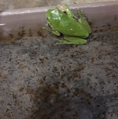 Litoria caerulea (Green Tree Frog) at Kambah, ACT - 24 Oct 2017 by crouse