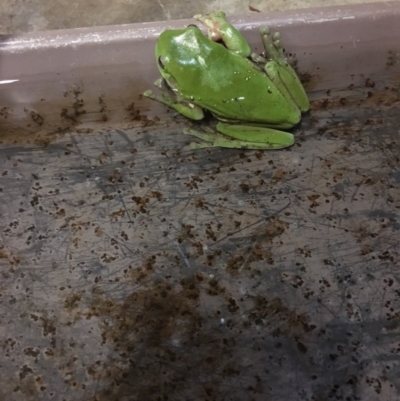 Litoria caerulea (Green Tree Frog) at Kambah, ACT - 24 Oct 2017 by crouse