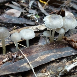 Mycena sp. ‘grey or grey-brown caps’ at Flynn, ACT - 9 Aug 2011 12:00 AM