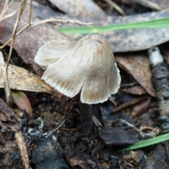 Mycena sp. ‘grey or grey-brown caps’ at Flynn, ACT - 9 Aug 2011 12:00 AM