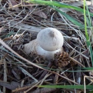 Geastrum sp. at Belconnen, ACT - 20 Aug 2011