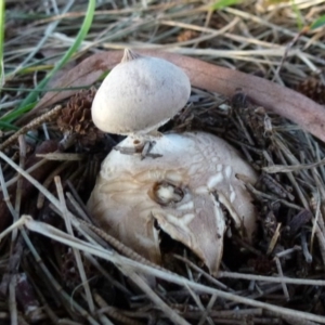 Geastrum sp. at Belconnen, ACT - 20 Aug 2011