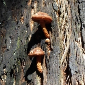 zz agaric (stem; gills white/cream) at Paddys River, ACT - 24 Aug 2011 12:00 AM