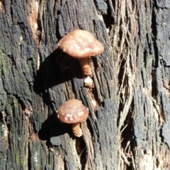 zz agaric (stem; gills white/cream) at Paddys River, ACT - 24 Aug 2011 12:00 AM