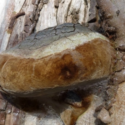 Phellinus sp. (non-resupinate) (A polypore) at Acton, ACT - 17 Sep 2011 by Christine