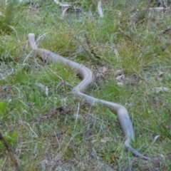 Pseudonaja textilis (Eastern Brown Snake) at Acton, ACT - 16 Sep 2011 by Christine