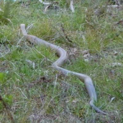 Pseudonaja textilis (Eastern Brown Snake) at Acton, ACT - 17 Sep 2011 by Christine