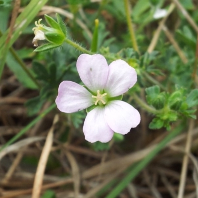 Geranium solanderi (Native Geranium) at Kambah, ACT - 26 Oct 2017 by RosemaryRoth