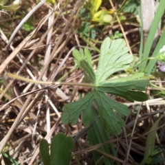 Geranium solanderi at Kambah, ACT - 26 Oct 2017