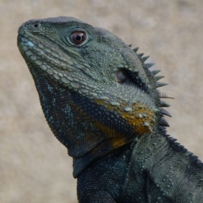 Intellagama lesueurii howittii (Gippsland Water Dragon) at Acton, ACT - 17 Sep 2011 by Christine