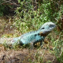 Intellagama lesueurii howittii (Gippsland Water Dragon) at Canberra Central, ACT - 4 Feb 2012 by Christine