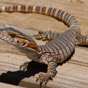 Varanus rosenbergi at Wamboin, NSW - suppressed