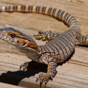 Varanus rosenbergi at Wamboin, NSW - 28 Dec 2010