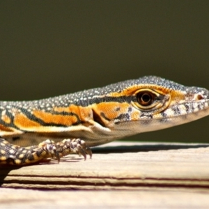 Varanus rosenbergi at Wamboin, NSW - 28 Dec 2010